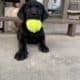 Lab puppies