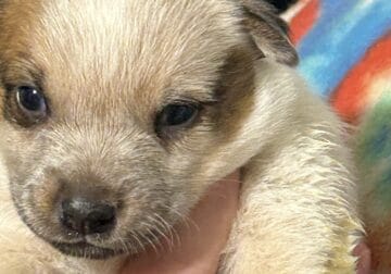 Heeler puppies