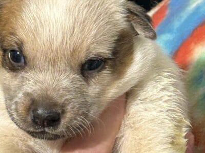 Heeler puppies