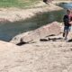 Curly Red Labradoodle in Idaho (see video)