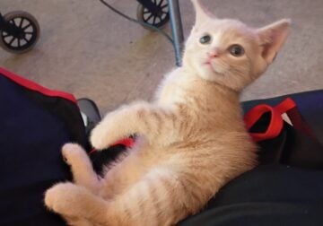 8 week old Kitten , needs good home