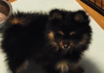 Cute and loving