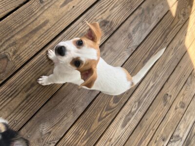 Male Chihuahua/yorkie 11 wks old