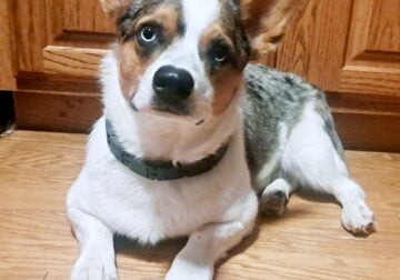 Cowboy Corgi