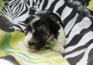 Maltipoo’s