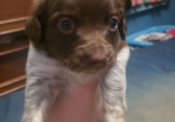 Chipoo
