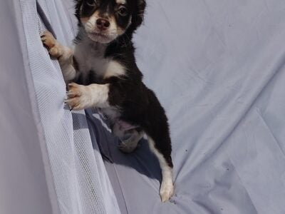 Long hair Chihuahua