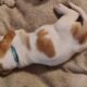 Litter of 8 basset hounds