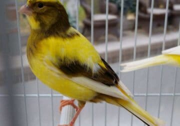 Beautiful young canaries for sale