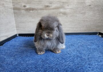 Chocolate Otter Holland Lop Buck