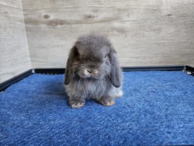 Chocolate Otter Holland Lop Buck
