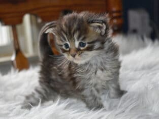 Maine coon