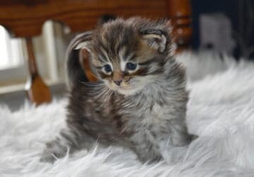 Maine coon