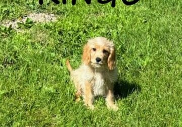 Ringo Male Cavapoo Puppy