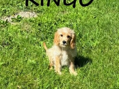 Ringo Male Cavapoo Puppy
