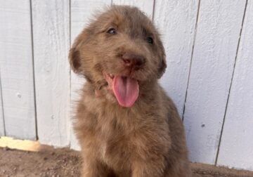 Labradoodles
