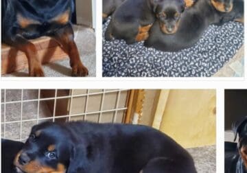 Rottweiler pups for sale