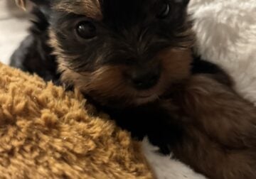 Yorkies