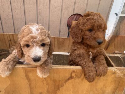 Goldendoodle Puppies