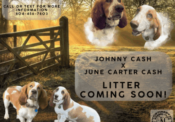 Planned Basset Hound Litter