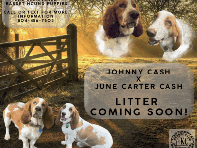 Planned Basset Hound Litter