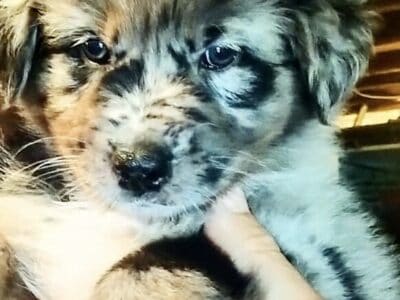 German Aussie Puppies