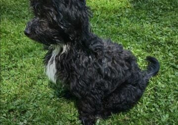 Male maltepoo