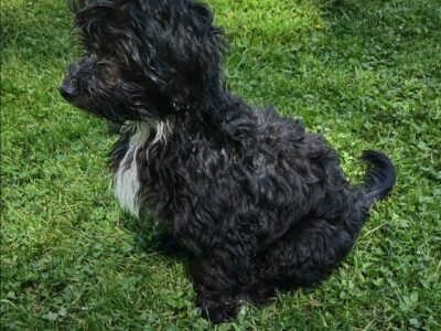 Male maltepoo