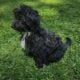 Male maltepoo