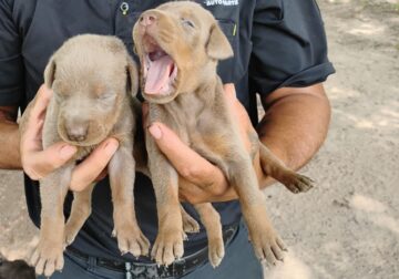 Doberman puppies