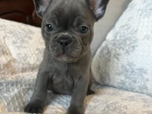 French Bulldog Puppy – Jerome