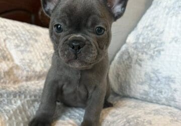 French Bulldog Puppy – Jerome