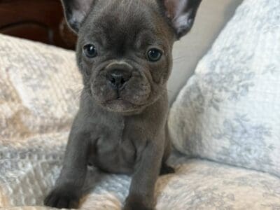 French Bulldog Puppy – Jerome