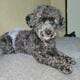 Poodle stud