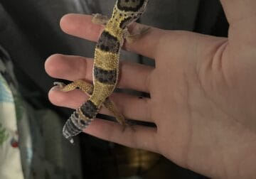 High yellow juvenile leopard gecko