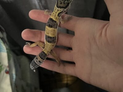 High yellow juvenile leopard gecko