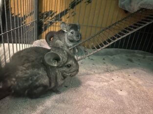 Chinchillas