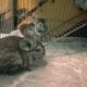 Chinchillas