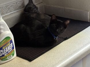 Toddler age kitten