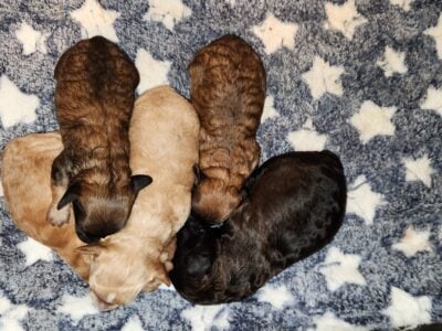 5 Toy poodles puppies male and female