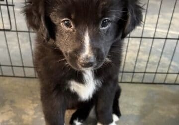Australian Shepherd Puppy for sale!