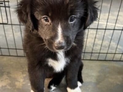 Australian Shepherd Puppy for sale!