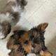 CKC FEMALE YORKIE