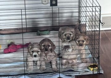Puppies for sale
