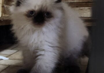 Himalayan Persians