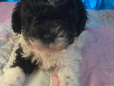 Lightning – Shihpoo Male