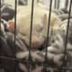 Two Ferrets a Cage and More