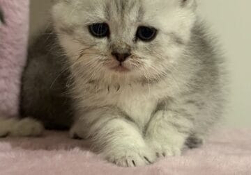 Scottish fold kittens