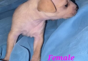 Chihuahua puppies