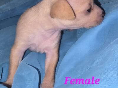 Chihuahua puppies